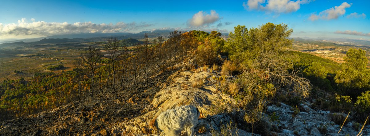 josemmol's tweet photo. 0200905 #IFMULA. #Murcia .SIERRA SILLA - una semana después NO CONVIENE OLVIDAR
Aprox. 17.30h la garita de vigilancia de RICOTE alertó de una columna de humo formada en los limites del CAGITAN de MULA…..
Lo que
SEGUIR LEYENDO JUNTO A FOTO
Fotos 20200904 ©Jose M. Serna https://t.co/qTDAyuGYS2