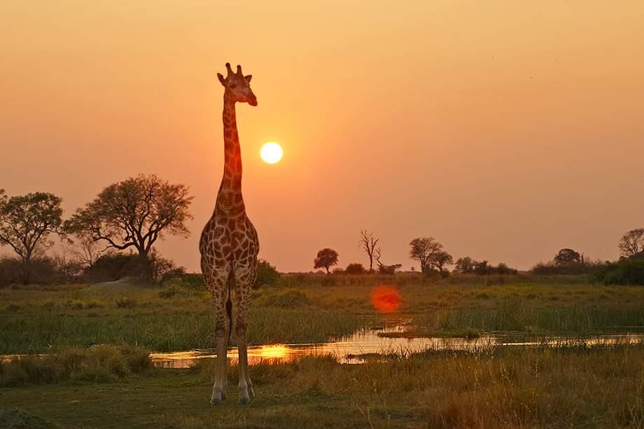 BWGovernment's tweet photo. DID YOU KNOW?
1. A giraffe is the tallest mammal in the world? A fully grown giraffe can reach the height of between 4-5 meters. 

#OurBeautifulBotswana
#MagicalBotswana
#iLoveBotswana
#DomesticTravel https://t.co/qKXrhhsmHX