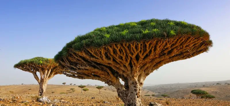 CasaCiencia_Sev's tweet photo. ¿Sabías que un tercio de la vida de las plantas de la isla de Socotra no se puede encontrar en ningún otro lugar de la Tierra? Por esta razón se le ha llegado a describir como “el lugar que tiene el aspecto más extraño de la Tierra”. https://t.co/LV9nF3nP3y