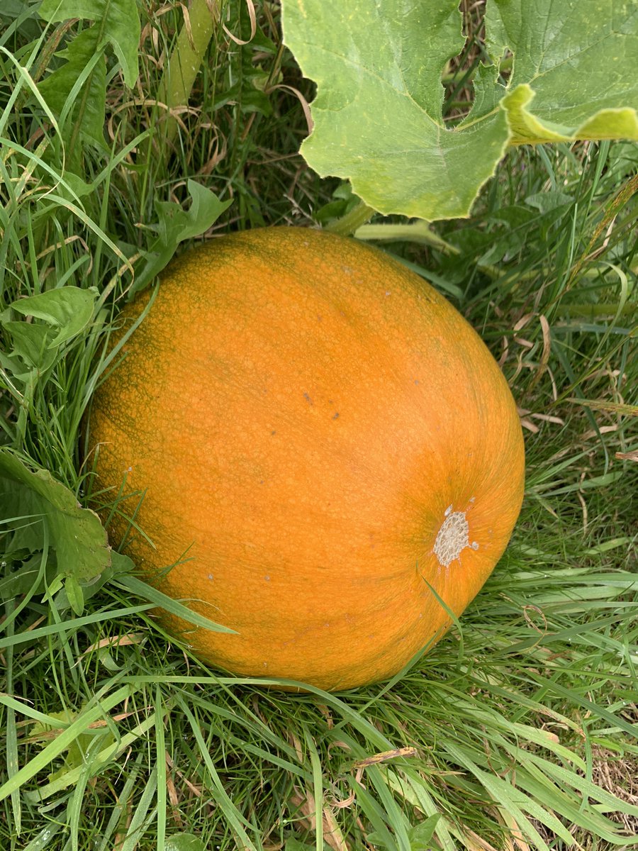 mancraftbeer's tweet photo. Pleased with the bad boy, and it’s still growing 🤣 #pumpkin! https://t.co/d5HbWlrhil