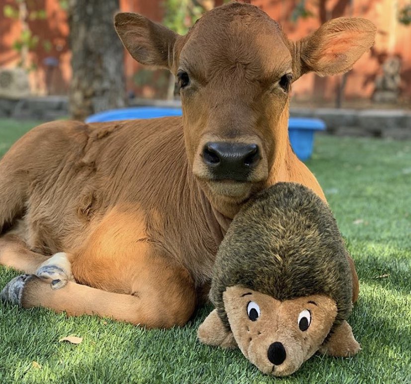 📅 5th September 2020
🐮 Lewis
🏷 Instagram/thegentlebarn 
💕 #animaloftheday