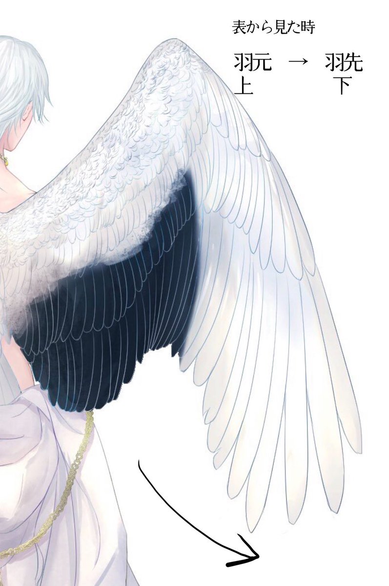 翼を描く時に気をつけること 翼の羽の生え方は 表から見ると羽元側を上にして とり 命 の漫画