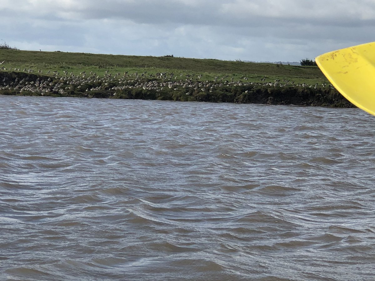MrsLawr93368261's tweet photo. Back to rowing - beautiful morning - got very wet when we were launching. Lots of birds - saw an egret, flock of lapwings circled the gig - truly stunning #gigrow #burnhamonsea #somerset #Wellbeing https://t.co/HGKDQJ9oZx