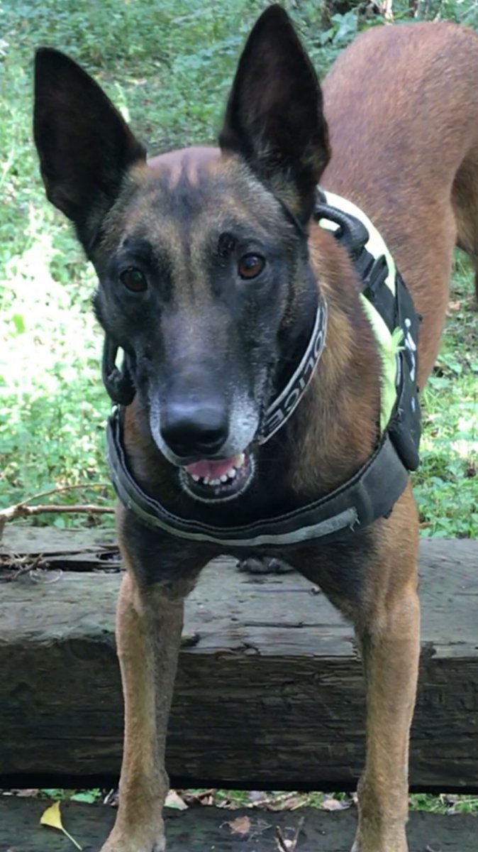 LancsPolDogUnit's tweet photo. First search of the day for PD Rhyker, after a serious incident in south division Rhyker was tasked to search for an item of great value to the case. 30
Minutes into the search and PD Rhyker finds said item! @LancsTacOps #team3dogs #happyteam #standthesearchteamdown 👍🐕👩🏻✈️ https://t.co/oBLq8PhGye
