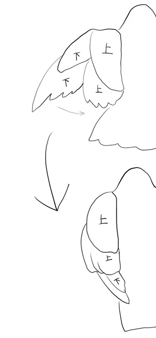 【翼の描き方 翼を畳む時の仕組み】

翼を畳む時は
初列風切羽(下表記)  が
雨覆羽と三列風切(上表記)  に
覆われるように格納されるので

とにかく先端の羽は下側になると覚えておくと良いと思います 