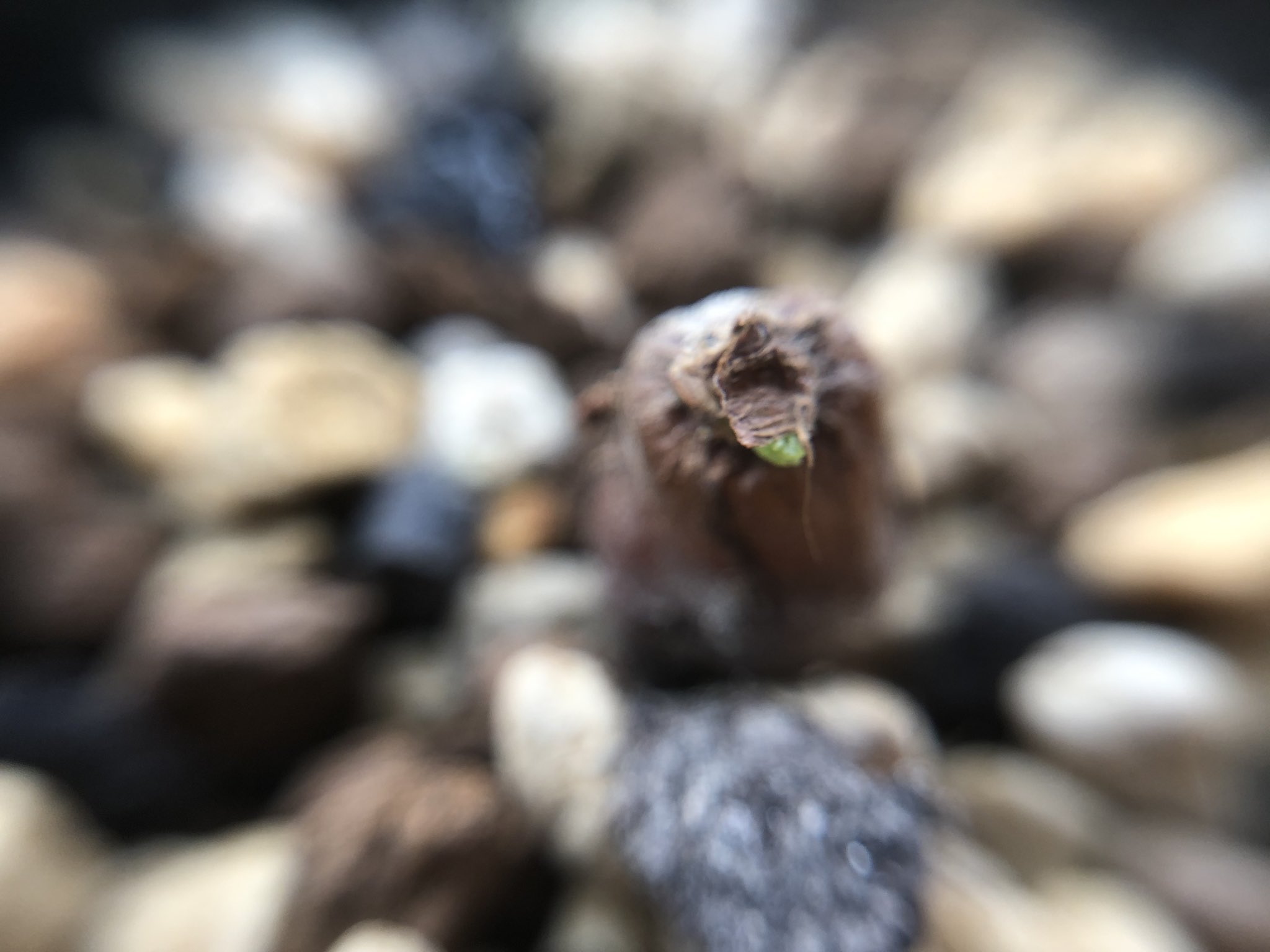 わしです Operclicaryaphachypus オペルクリカリア パキプス 根挿し 新芽 わしです Operclicaryaphachypus オペルクリカリア パキプス 根挿し 新芽
