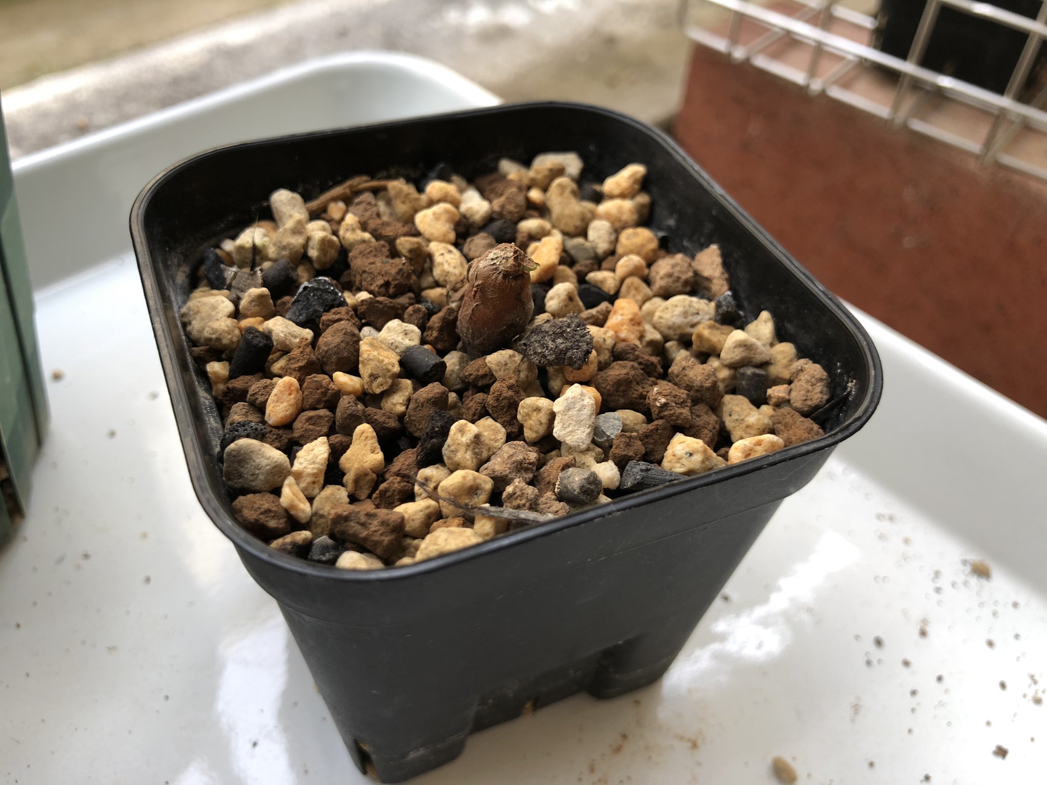 わしです Operclicaryaphachypus オペルクリカリア パキプス 根挿し 新芽 わしです Operclicaryaphachypus オペルクリカリア パキプス 根挿し 新芽