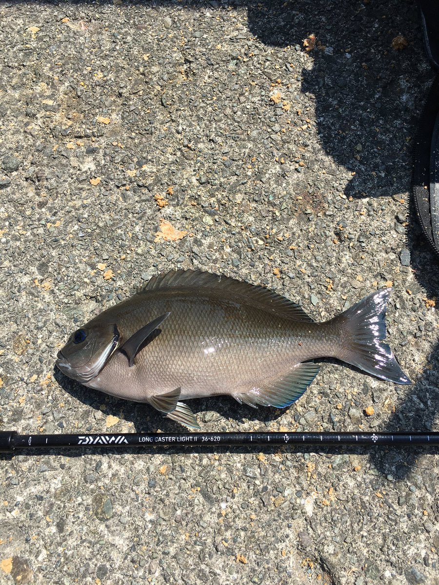ウクレレとうさん 今日の湯河原海浜公園はガラガラだった イカ釣りの時期以外は空いてるみたい 釣果はいつも通りなかなか メジナ 12匹 アイゴ 2匹 ベラ 4匹