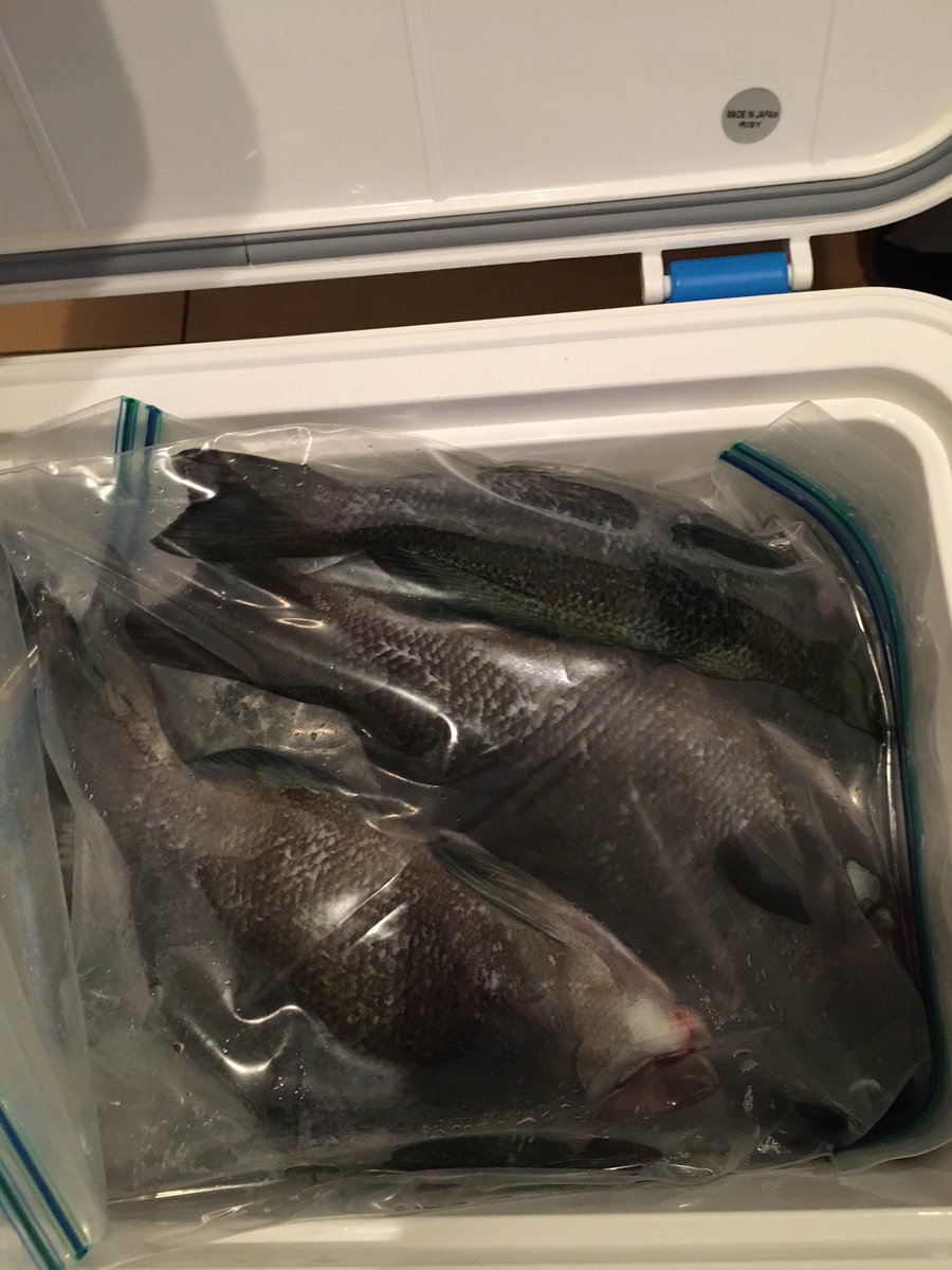 ウクレレとうさん 今日の湯河原海浜公園はガラガラだった イカ釣りの時期以外は空いてるみたい 釣果はいつも通りなかなか メジナ 12匹 アイゴ 2匹 ベラ 4匹