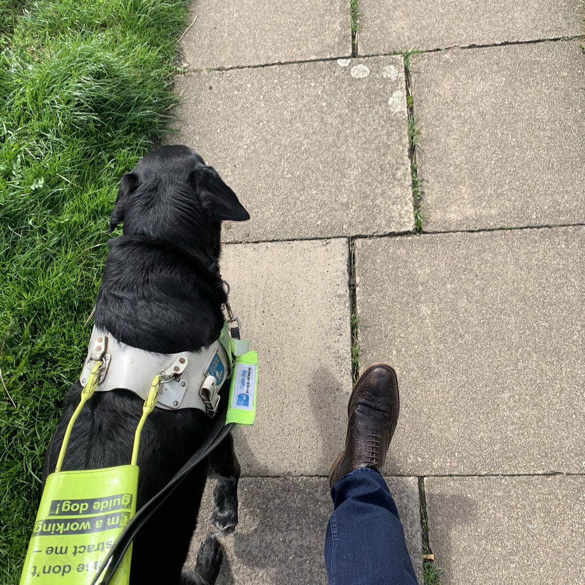 seandilleyNEWS's tweet image. Heading in to record the voice track (com) for Monday’s @BBCPanorama , “Fighting for an education” produced by @LambentP more details soon but we think it’s a must watch on Monday at 7.35pm on @BBCOne (featuring nice shots of @guidedogs Sammy, of course)