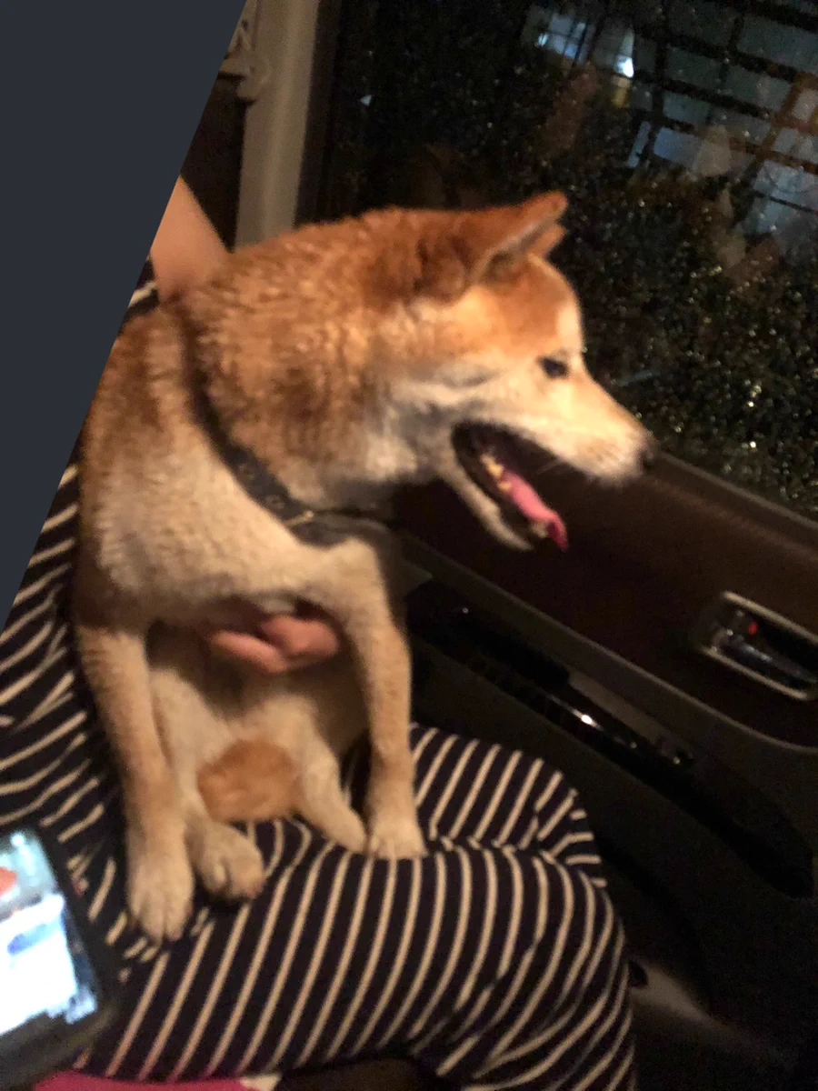 兵庫県の竜野駅付近で首輪してる元気な男の子迷子犬を保護！！