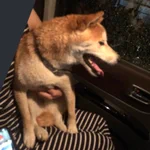 兵庫県の竜野駅付近で首輪してる元気な男の子迷子犬を保護!