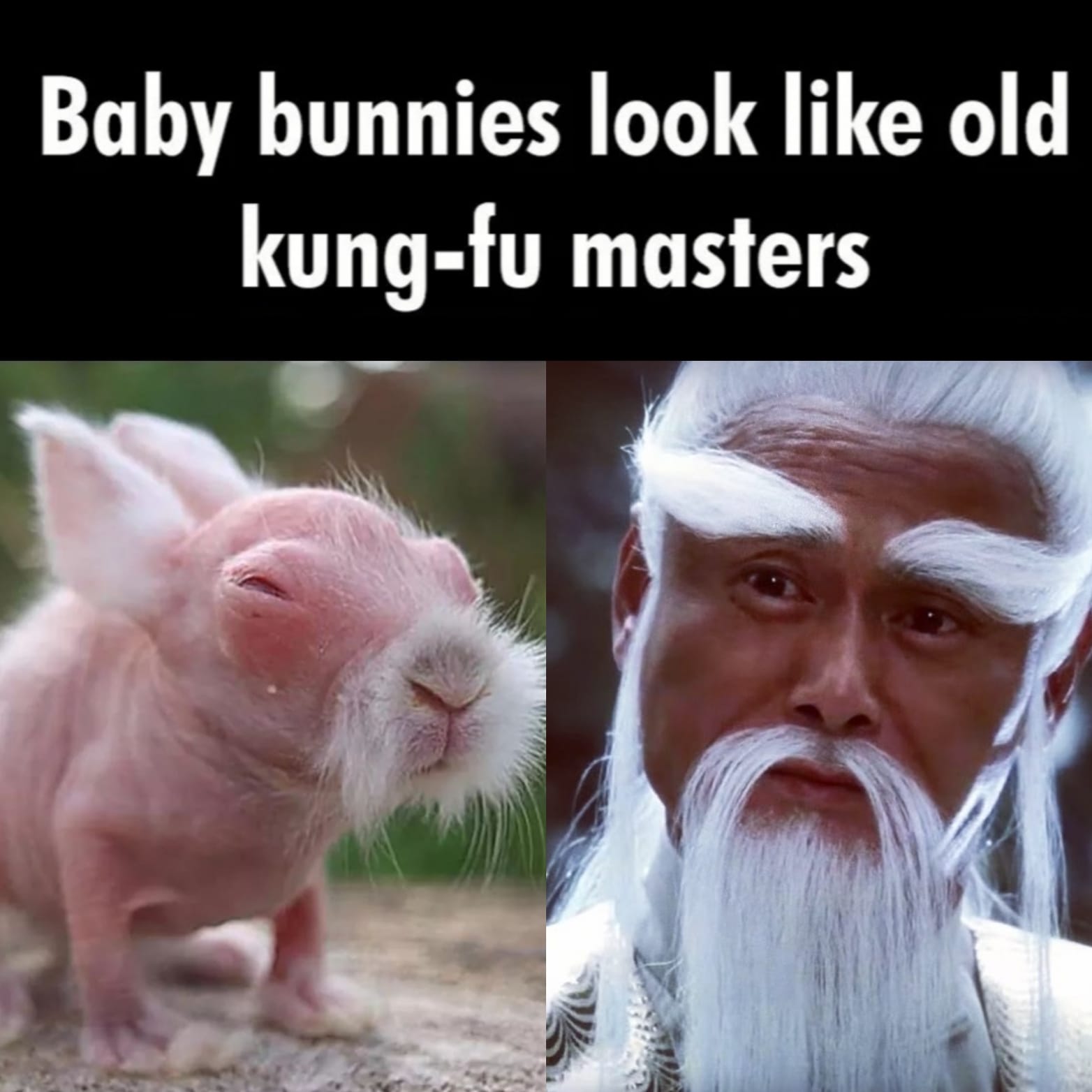 Kung fu memes Page 8 General Discussion Kung Fu Fandom