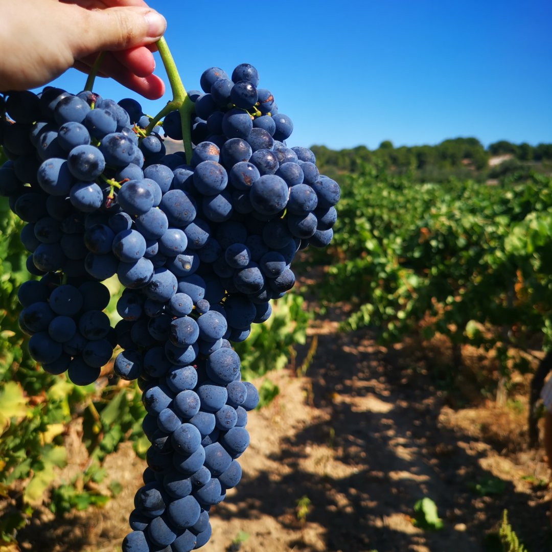 V I D a ❤️🍇
-
#verema #verema2020 #vendimia #vendimia2020 #harvest #harvest2020 #verematerraalta #vendimiaterraalta #terraalta #grapeharvest #grapeharvest2020 #tempsdeverema #tempsdeveremar #tiempodevendimia #veremant #vendimiando #harvesting #harvestingtime