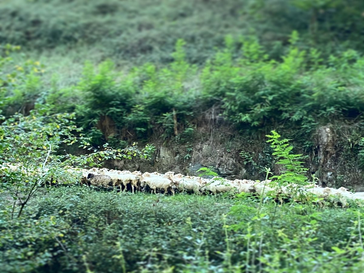 basquecheese's tweet photo. Natura...
Naturaleza...
Nature...
.
.
.
#amatxo #basquecheese https://t.co/1JYFP49EqW