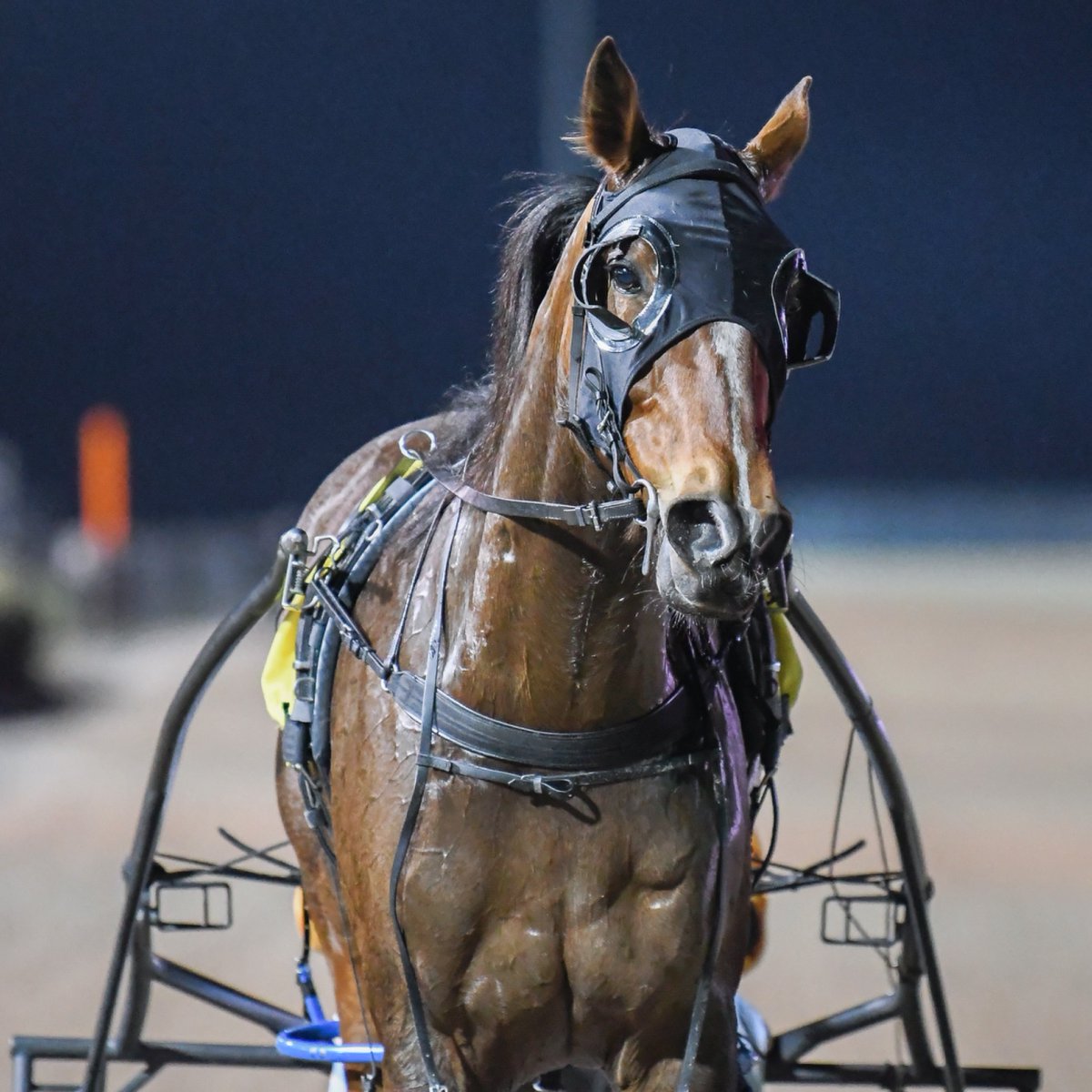 Club Menangle tweet media