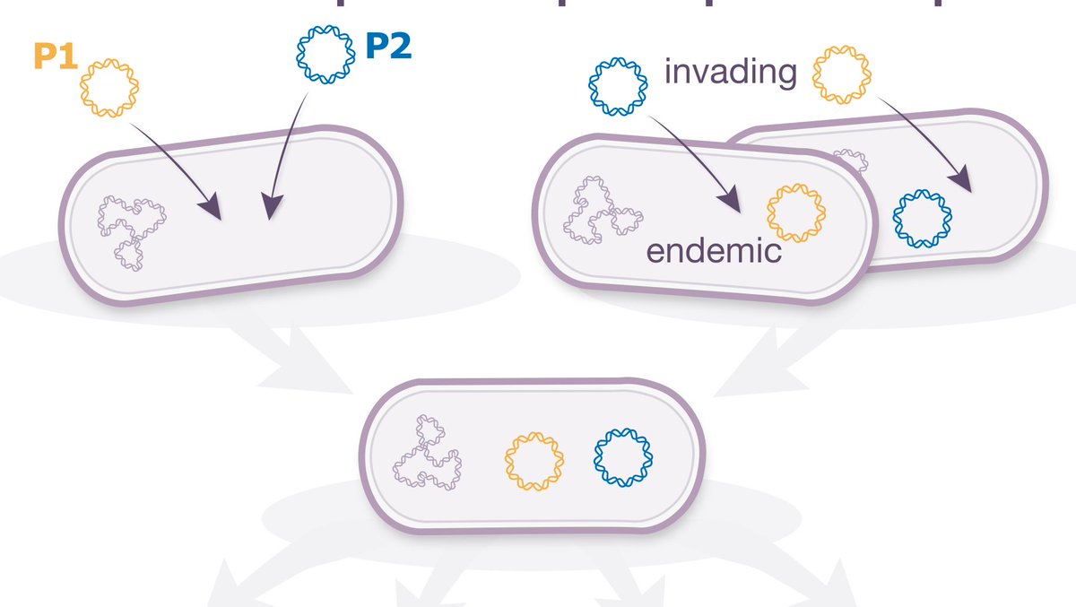 Natural selection operates on extra-chromosomal elements in two hierarchical levels: the host and the population; read here how we used intra-cellular plasmid competitions to quantify #plasmid fitness: tinyurl.com/y5hlpwby