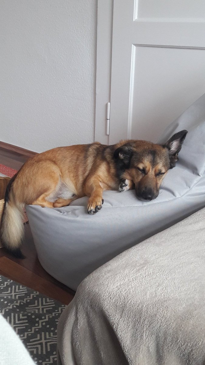justlottii's tweet photo. He's enjoying the livestream too #kodalive https://t.co/MAG1xH9Bhy