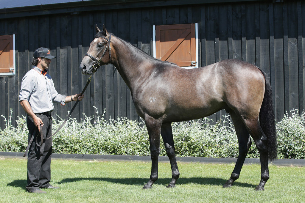 NZTM_TWEET's tweet photo. In Singapore the New Zealand bred #KingsCommand (4g Tavistock-Ria's Pride) has got his second win at his fourth start tonight. He was sold by @prima_park at the 2018 @KarakaChat Ready To Run Sale for $150,000 #VisitInvestWin https://t.co/PiA0nkGRWy