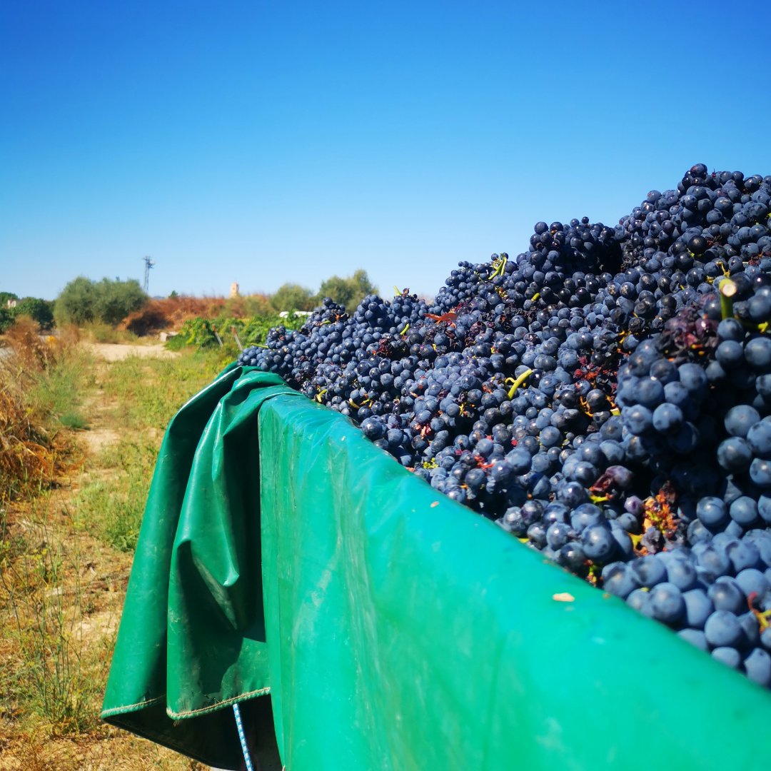 El tractor ple i el nostre poble #PinelldeBrai de fons. No podem demanar més! 😍
-
El tractor lleno y nuestro pueblo #PinelldeBrai de fondo. ¡No podemos pedir más! 😍
-
<a href="/doterraalta/">CRDO Terra Alta</a> #veremamanual #vendimiamanual #verematerraalta #vendimiaterraalta #vistesespectaculars