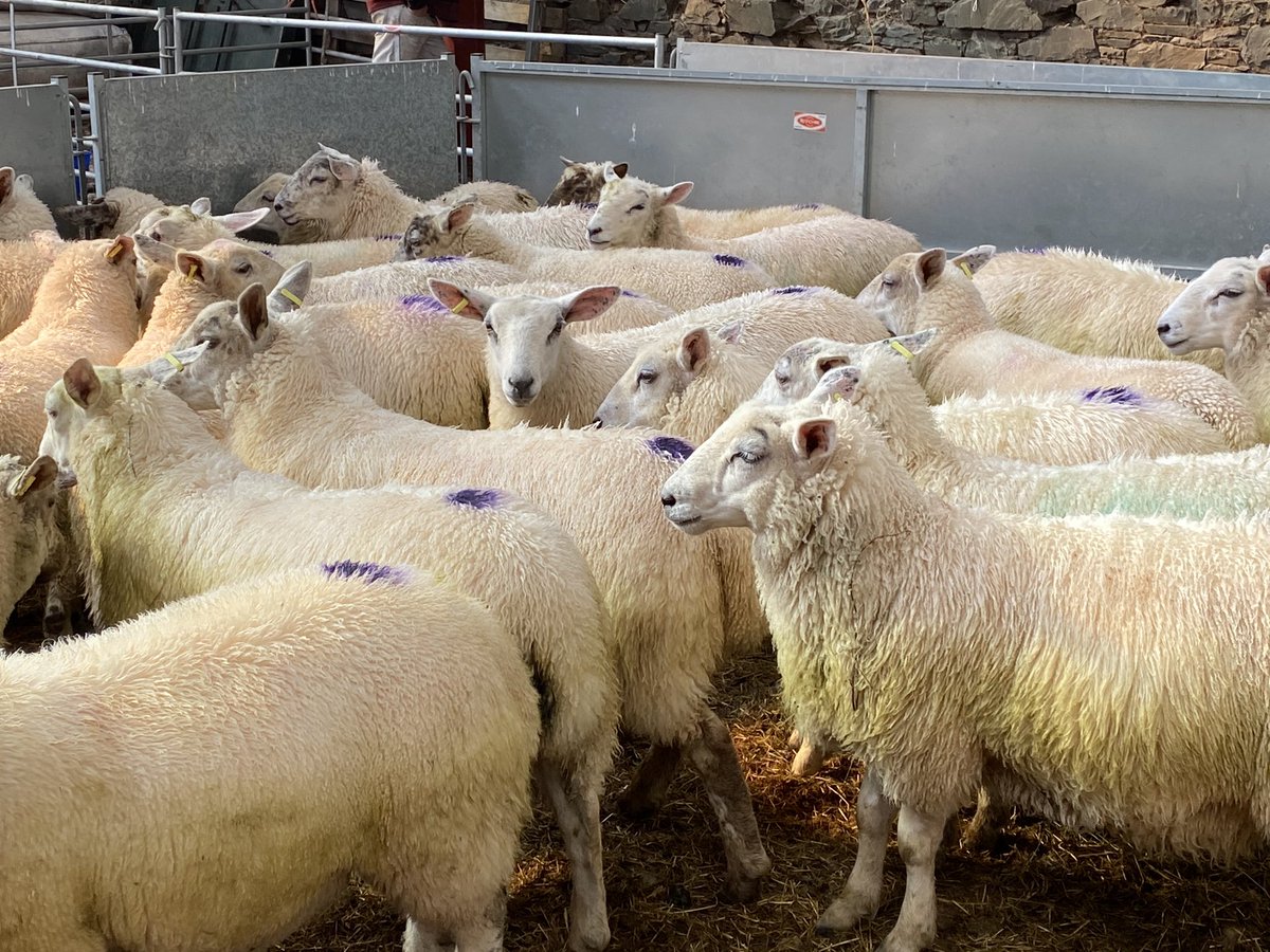 ScotRuralLeader's tweet image. We’re delighted with this year’s crop of lambs, feels like we just finished lambing a few weeks ago!
 
To carry the #ScotchLamb PGI brand, all lamb must be born, reared &amp;amp; processed in Scotland &amp;amp; spend their life on a QMS Scotch Assured holding.
 
#MeatwithIntegrity #LoveLambWeek