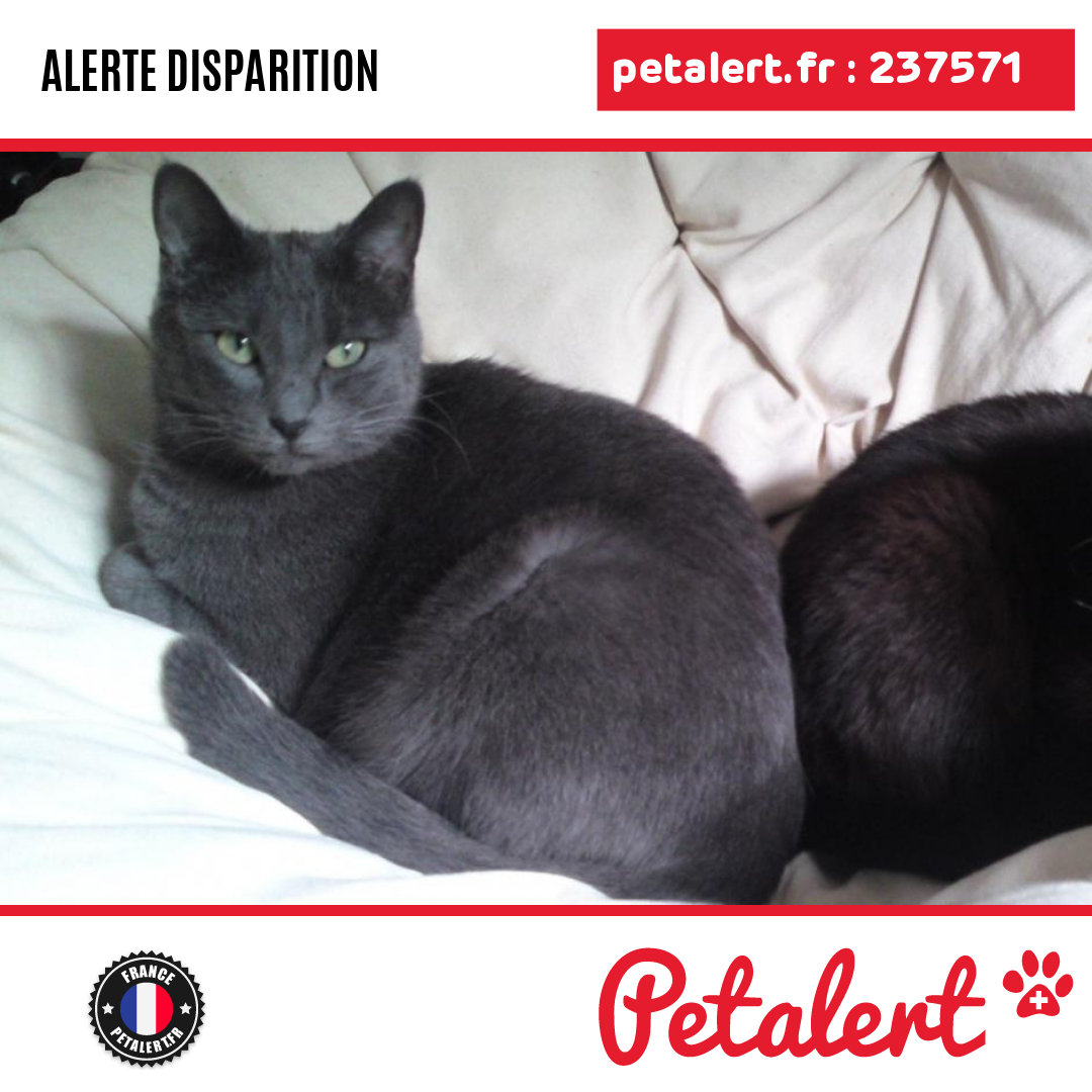 Disparu #Chat #LoirEtCher #LesRochesLEveque #Petalert  #PetAlert41 / p3t.co/wMNWJ