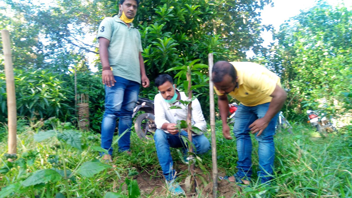 gnyanaranjanctc's tweet photo. #continuing_12th_day_plantation_and_maintainance_activity_on_teachers_day
ଶପଥ ନିଅ ମୋ ଭାଈ ଭଉଣୀଏ
 ଗଛଟିଏ ଆମେ ପୋତିବା
ପ୍ରଦୁଷଣ  ମୁକ୍ତ ପରିବେଶ  କରି
ଜାତି କଲ୍ୟାଣେ ଲାଗିବା॥
@satyaparida01 @pkmerkap @saveenergymahi @ForestDeptt @AdmnNayagarh @drqayumiitk @Sahooalok77 @BBSRBuzz https://t.co/JwGlgJX9KU