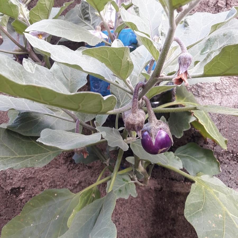 ilis_watts's tweet photo. #gardening 
#smallspaces 
#eatwhatyougrow
#foodsecurity 

Photo credit: Sanara https://t.co/dAotzaUmut