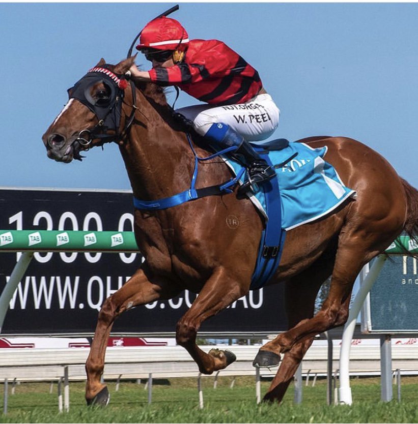 peelwendy's tweet photo. Bajan Gold too strong for them @GCTurfClub Trained by Cody Morgan. Thankyou to Cody & Willinga Park for the opportunity today! #chasingwinners https://t.co/IlufmO2M1d