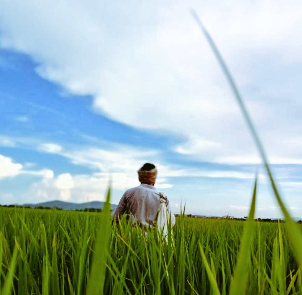 Royal In #Field 🙏
Mama(Mom's brother)in paddy field😍
He don't want to give pose to my camera😅
Such a great man🙌
#GoodEvening all🙏
#HappyDays #NaturePhotography
#naturelovers #FreshAir 
#Twitternaturecommunity
#paddy #field #sky #siblings #Farmers #life #incrediblenature