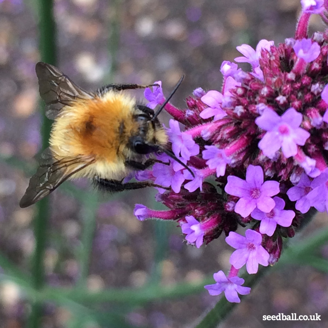 seed_ball's tweet photo. The Common Carder Bee (Bombus pascuorum) is just one of 26 bumblebee π species native to the UK, being the only ginger bumblebee makes it easy to identify. Sadly 2 of our native bees are extinct bringing numbers down to 24. Help us #savebees.
#refilltheworldwithpollinators https://t.co/00QLwQ3VJ0