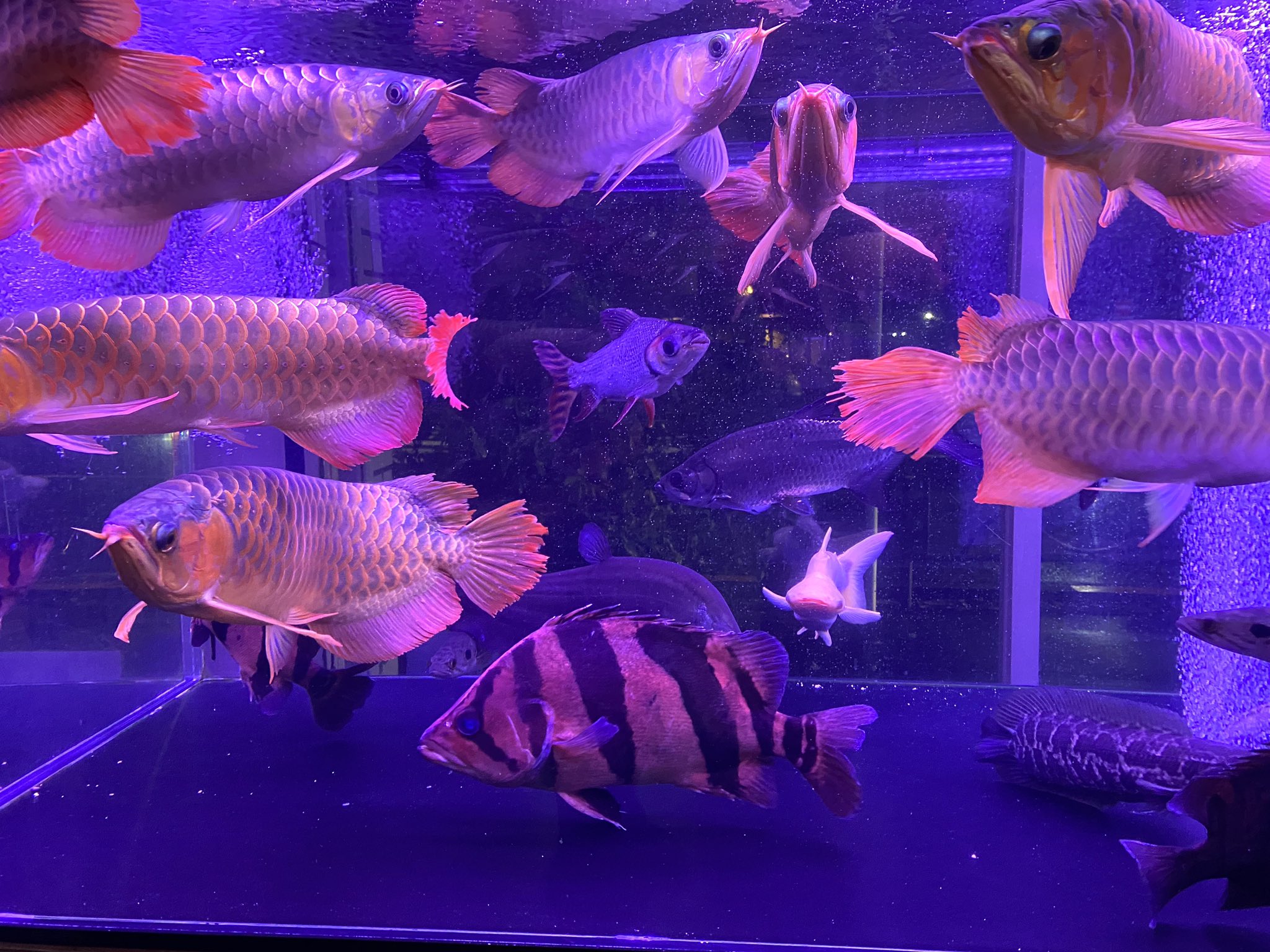 アクアリウムプロショップピンポイント 本日もありがとうございました アジアアロワナ 龍 ダトニオ 虎 カラープロキロダス 朱雀 縁起が良さそうな魚たちが泳ぎ より一層看板水槽に 相応しくなりました 明日も皆様のご来店 心よりお待ちしております
