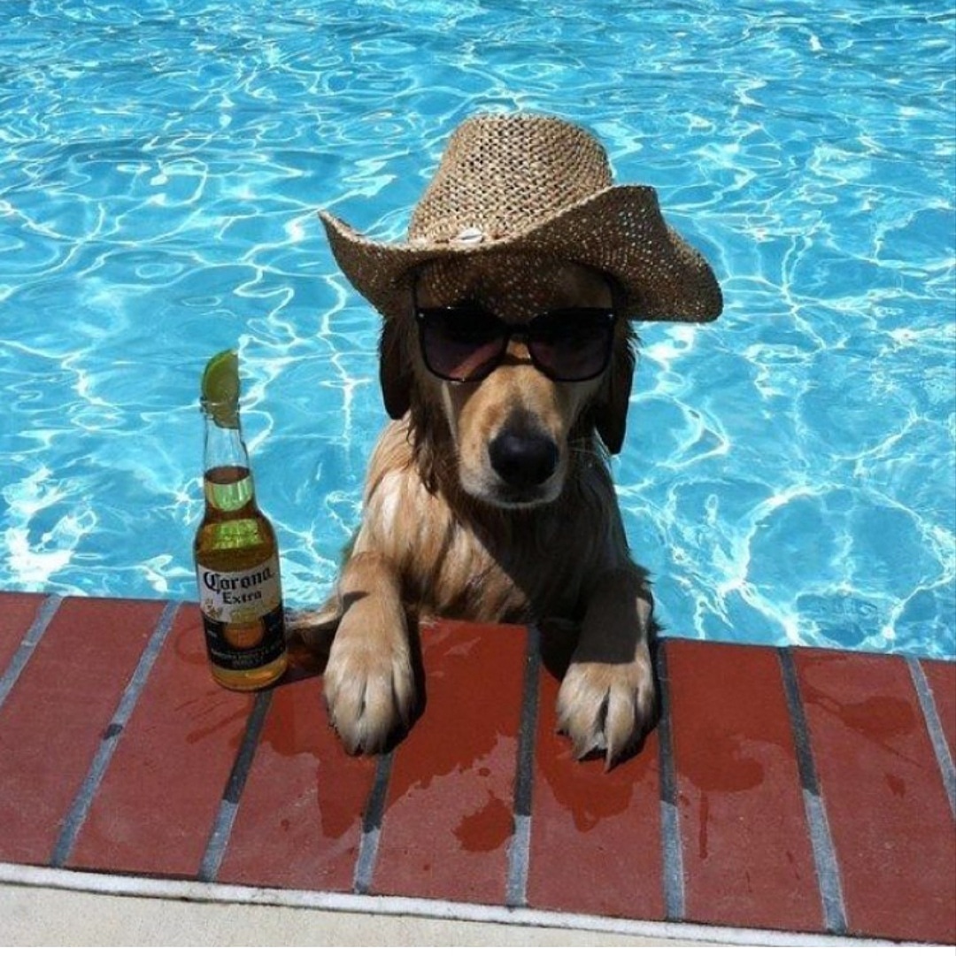 PetsKingdom4's tweet photo. Lets vome on and enjoy the party
https://t.co/hii5m4niyP https://t.co/bGtGPG6a88