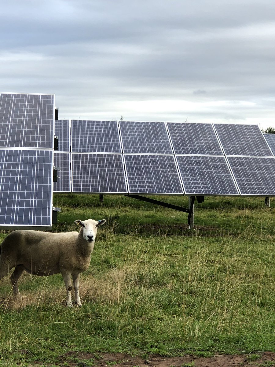 PlanetSaveUK's tweet photo. Do you ever get the feeling someone is watching you...

#savetheplanet #solarenergy #solarfarm #solarpanels #sustainablebusiness #instagood #carbonneutral #renewables #renewableresource #renewablefuture #ecology #savethebees #farmlife #britishfarming #sheepfarming #planttrees🌱 https://t.co/78WnqGahz0