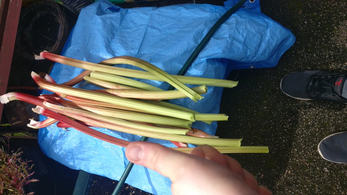 Alickst's tweet image. Local Rhubarb for local people