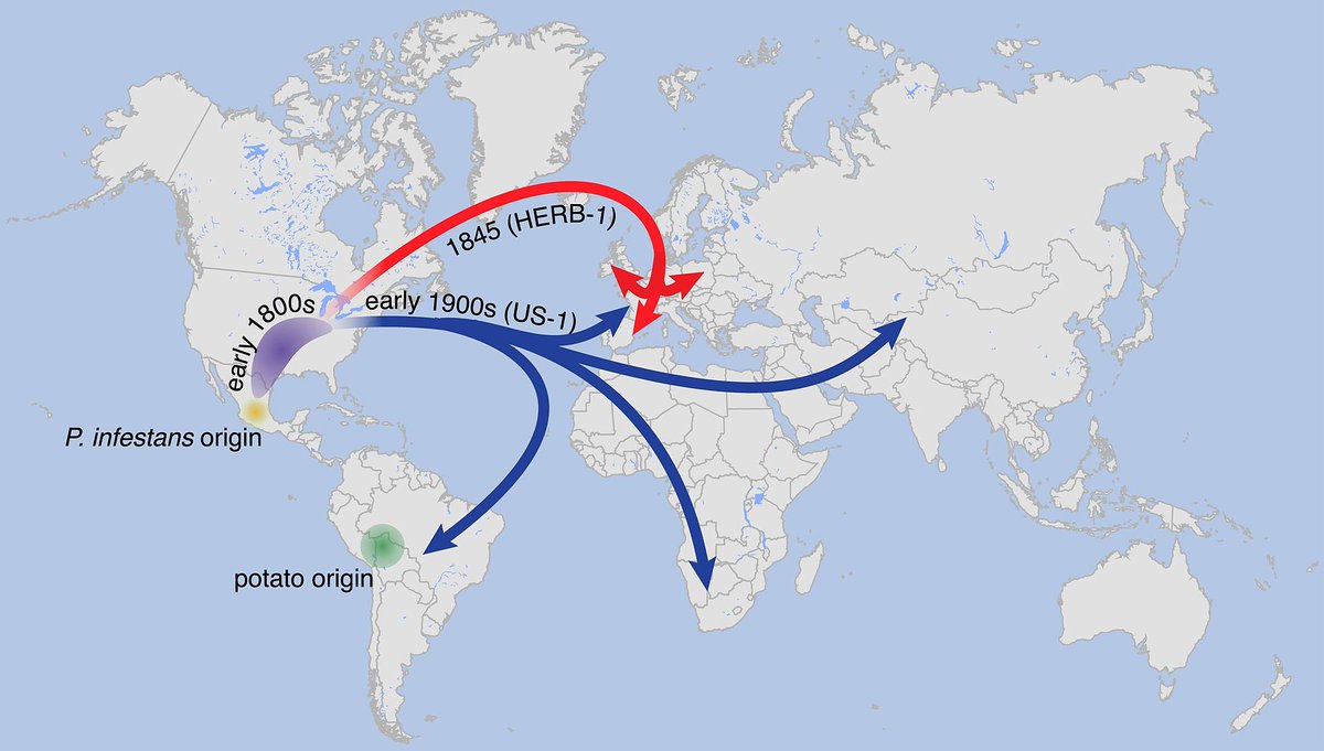 The Coming of Blight:-Thought by many that Phytophthora infestans, potato blight came from North America.-From the US (1843) spread rapidly to NW Europe, June 1845.-The suggested path of migration/diversification of P. infestans (lineage HERB-1) shown by red arrows on map.