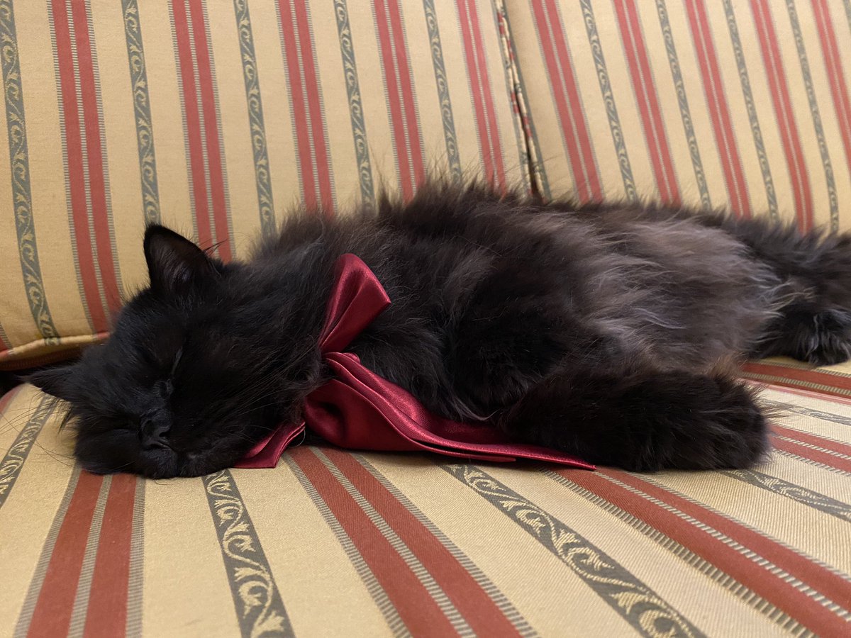 meow_london's tweet photo. Last day at grandpa’s!...
Human?! Do we really have to go?!... 😿... Can I stay?
#lastdayofvacation #canistay #meowlidays #petholiday #caturday #petsastherapy #patcatdiary https://t.co/Rhmlwjspnv