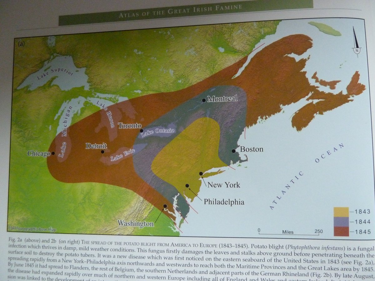 The Coming of Blight:-1843: The new disease, Phytophthora infestans, 1st noticed around New York/Philadelphia in the US.-1844: It had spread to Montreal & Toronto.-1845: Spread as far west as Chicago, & east to Maritime Provinces!
