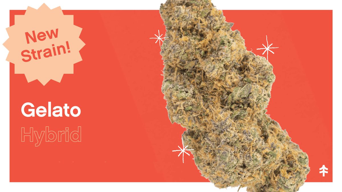 netacaremass's tweet photo. ๐ฅโ New Strain Drop โ๐ฅ
#Gelato is a tantalizing hybrid strain from Cookie Fam Genetics. This Bay Area, CA native gets its name from the fruity, dessert-like aroma. ๐จ
Now available at #NETABrookline & #NETANorthampton!
Learn more and get yours: https://t.co/oauzVJvLqj https://t.co/FivlQUxjJ9