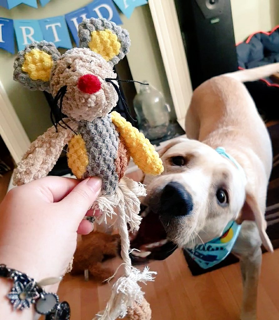 MrBaconDoggo's tweet photo. Gives me back my new toy Humum! Yesss I knows I alreadys nommed its leggos off! #bigteef #poormouse #labrador #dogsoftwitter https://t.co/ljVa7jtBtZ
