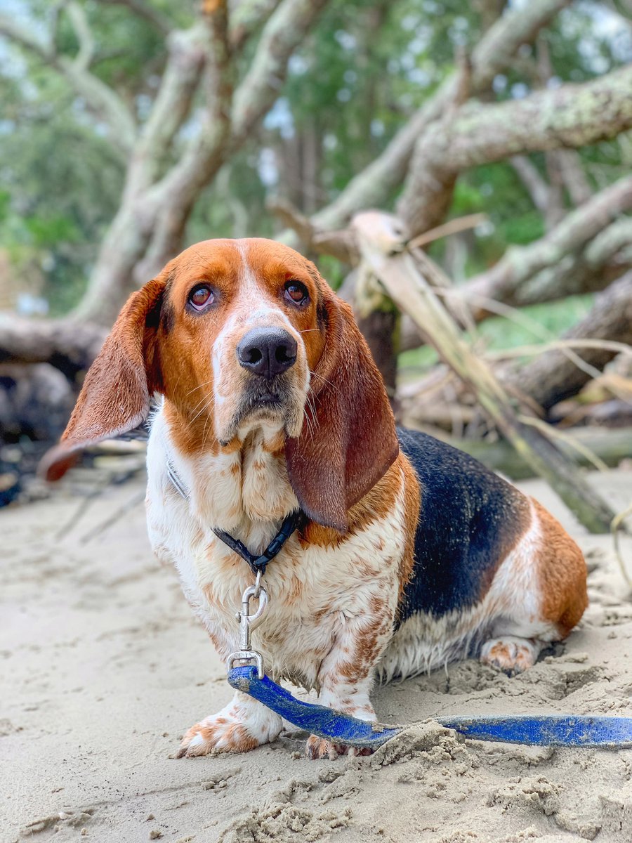 ElmerTheBasset's tweet photo. Beach babe ππ΄ #sandydog #beach #saltlife #ocean #beachbum #vacation #relax #explore #outdoors #dogsoftwitter #seabrook #island #charleston #nature #summer https://t.co/pi1j0v0fxx