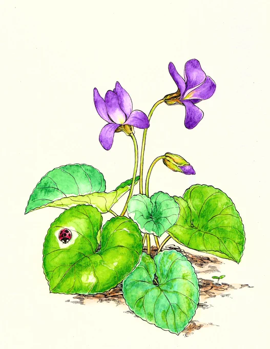 匂菫 