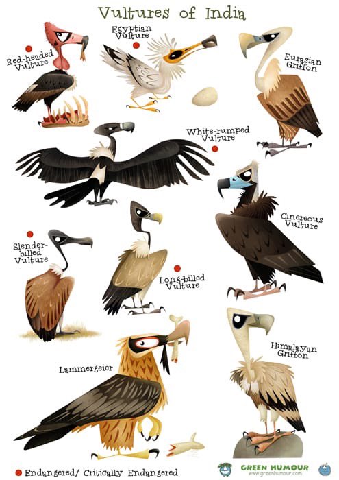 The 9 types of vultures found in India. Their decreasing population, with a reduction of more than 90% in some,can be disastrous for humanity in future.
#VultureAwarenessDay