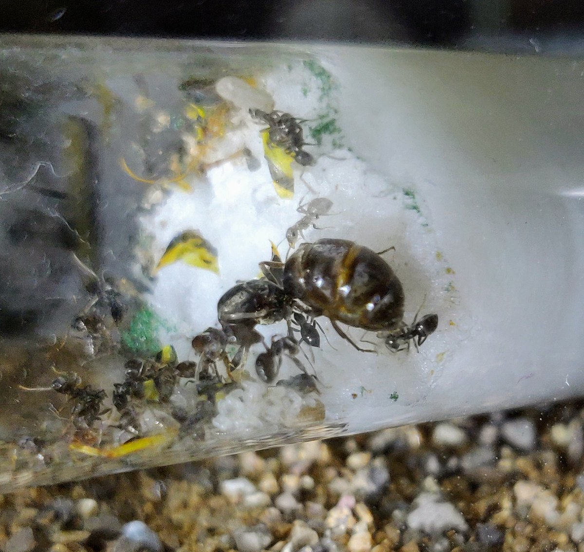 Polycarpa2's tweet photo. Welcome to Ant#16 and #17!
You can see #16 just next to me, freshly born thus not yet black.
As promised, she will bear the name of @SRtwofourfour.
So she is now Ant#244. https://t.co/Bh7jMjx72h