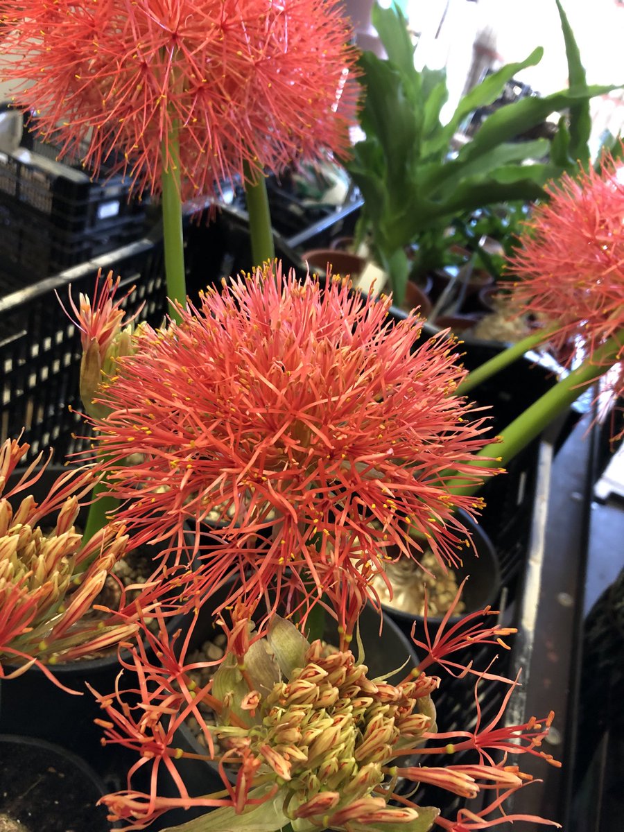 Scadoxus multiflous ready for  ⁦<a href="/ChiswickFlowers/">Chiswick Flower Market</a>⁩ Sunday 6th Sept see you there😁