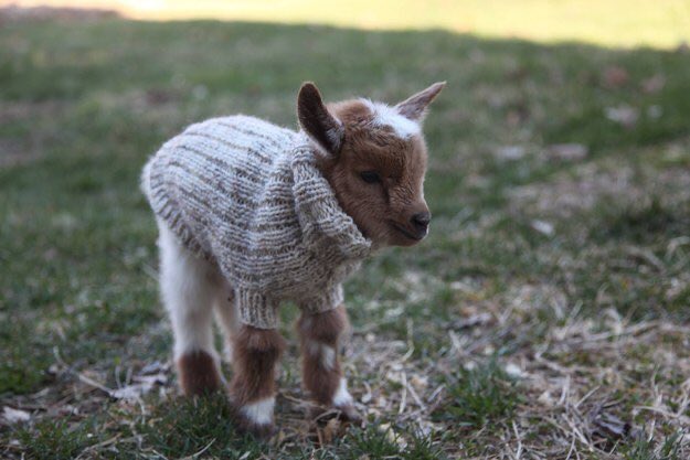 Everybody stop doom scrolling and look at this picture of a baby goat wearing an extremely fashionable turtleneck sweater