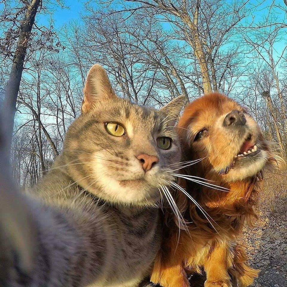Saggos for the ❤ of Animals and Boogie tweet media