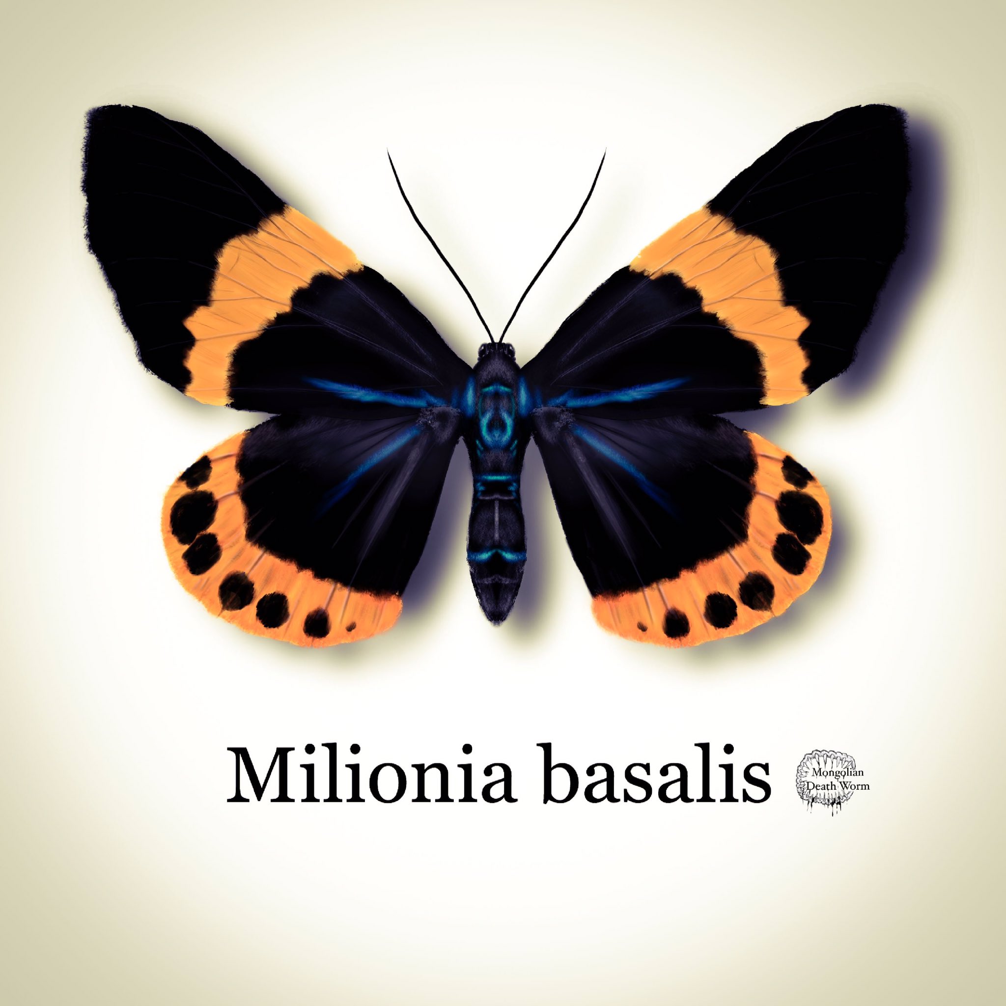 Mad キオビエダシャク 蛾 イラスト アート 昆虫標本 Illustration Art T Co 0st2nndzmy Twitter Mad キオビエダシャク 蛾 イラスト アート 昆虫標本 Illustration Art T Co 0st2nndzmy Twitter