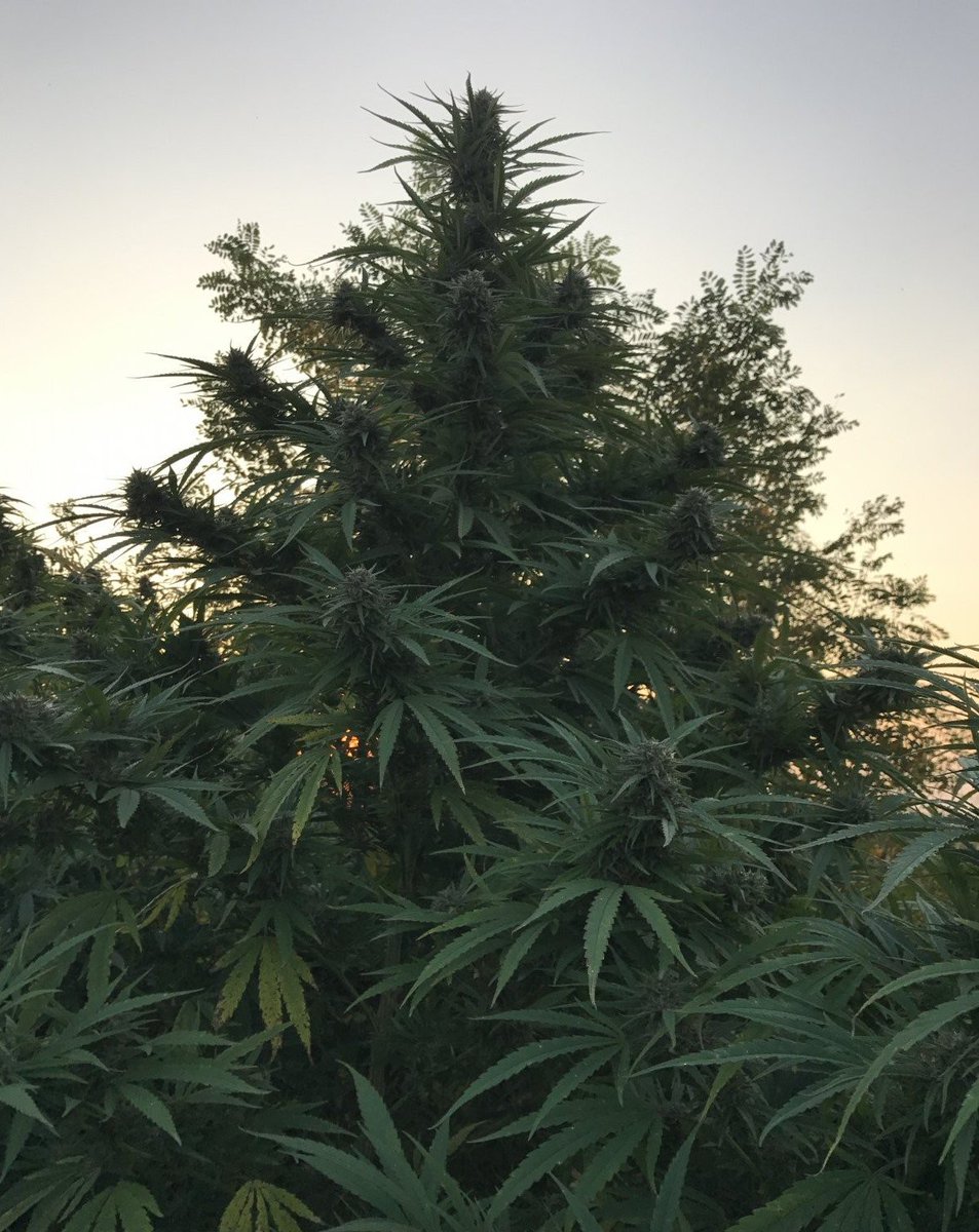 cannaworldsite's tweet photo. https://t.co/gpxf9j6pfc