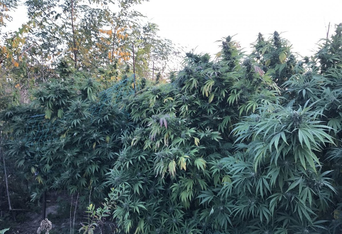 cannaworldsite's tweet photo. https://t.co/gpxf9j6pfc